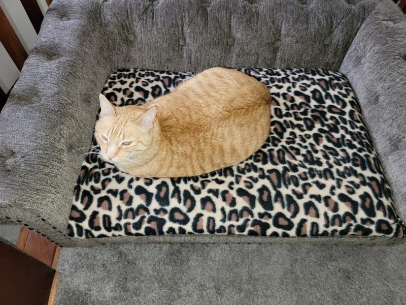 My 14 lb. cat chilling on the Newton Granite "large" size dog bed.