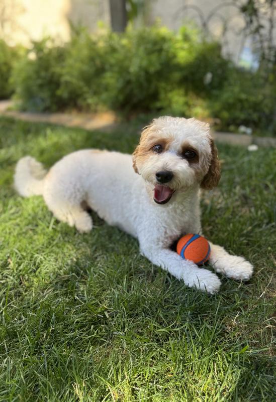 Sophie’s favorite toy!