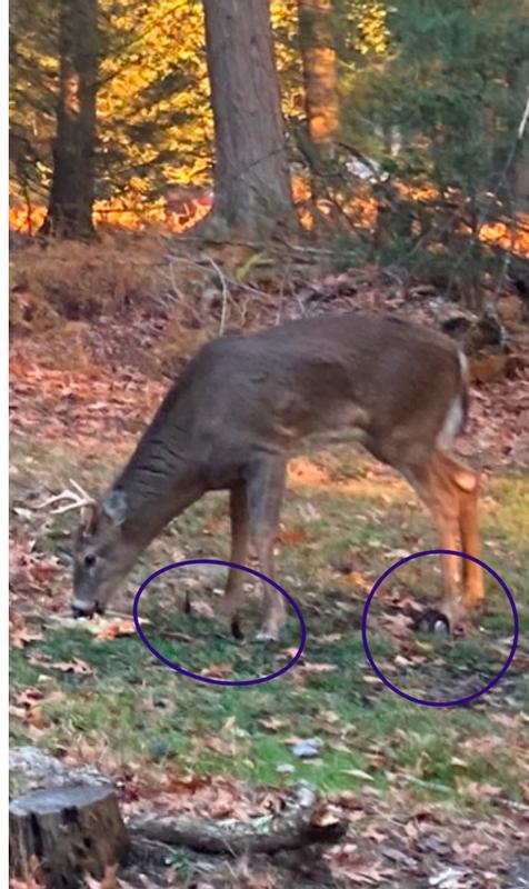 I pray the hooves fall off like his antlers