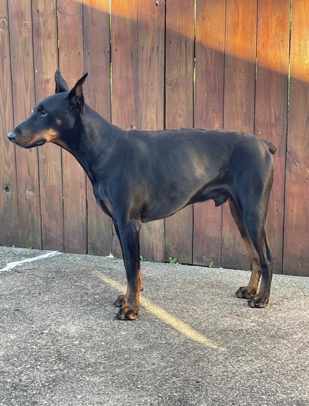 ANNAMAET Grain Free Lean Low Fat Formula Dry Dog Food 5 lb bag Chewy com