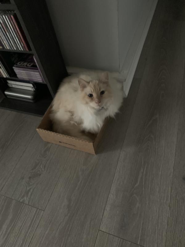 BLUE BUFFALO True Solutions Blissful Belly Digestive Care Formula Wet