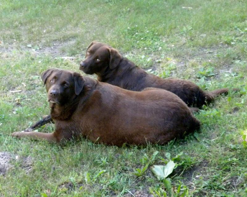 My boys Jack  & Bo, forever in our hearts.