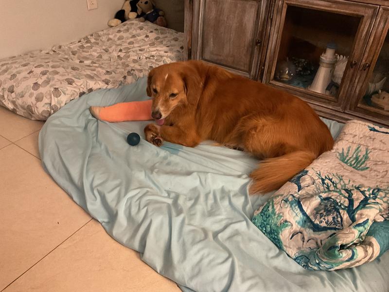 Where’s my Nylabone?  Next order