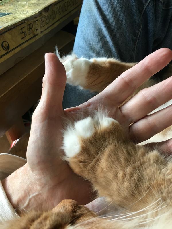 His paw, for size reference