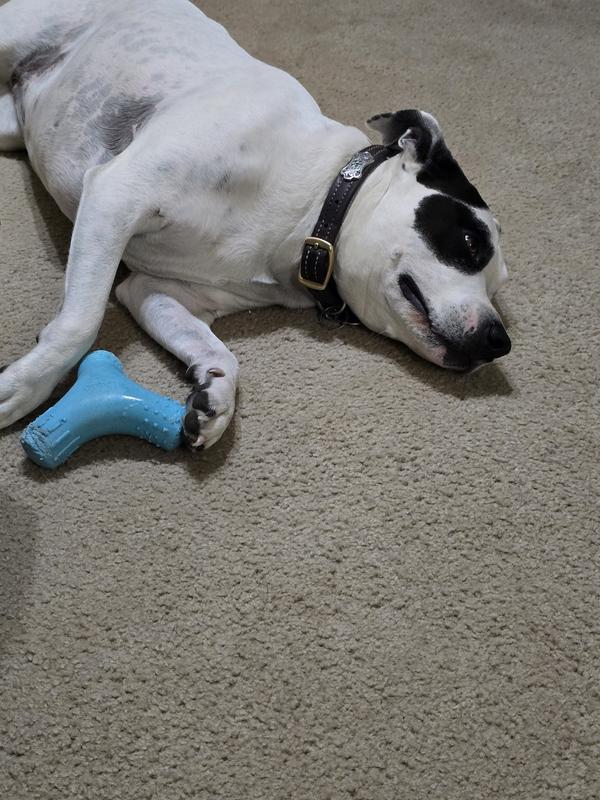 Angel relaxing after a good chewing.