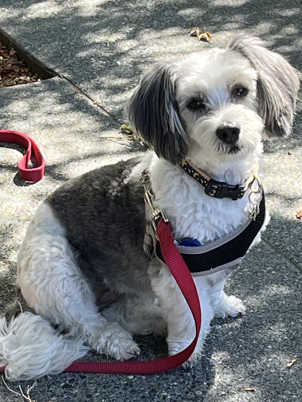 Thank you chewy for making it easy for my mom to get my greenies. I just love them!