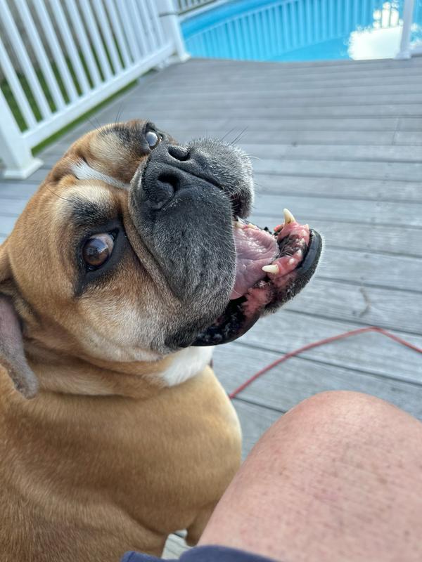 Happy sitting with his human Dad.