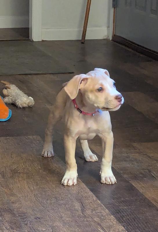 Liddabit IS a Baby Blue puppy!