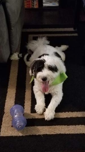 Loki loves his Starmark chews!