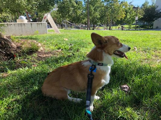 Pembroke Corgi, female, 8 months old. 18 lbs.