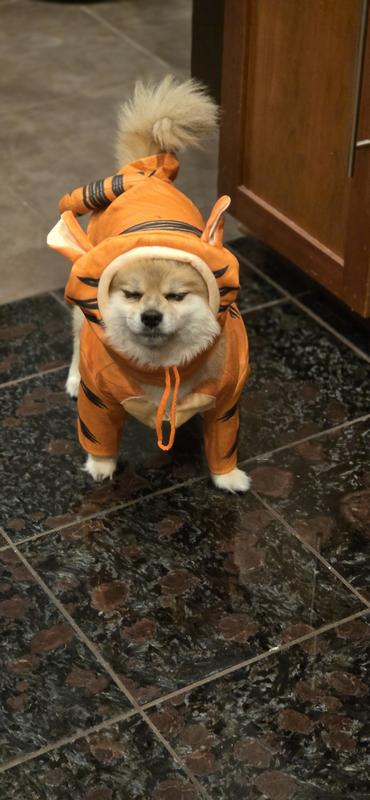 Hauss.....the sleepy tiger