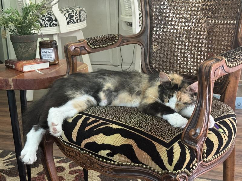 Satiated and satisfied after her Cate!