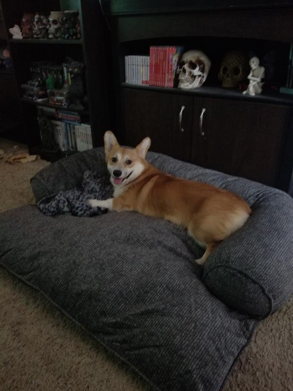 Corgi approved