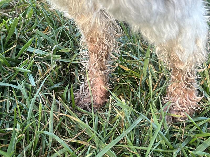 White fur stained from allergies