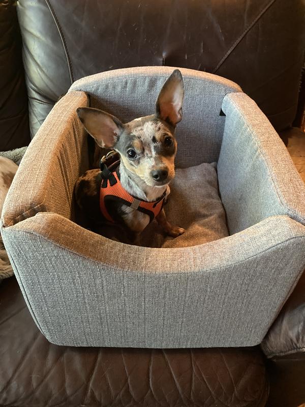 Winston the chihuahua! He’s tethered into the seat because he refuses to not be touching me at all times.