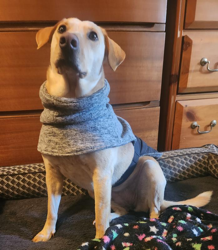 FRISCO Medium Weight Quilted Dog Coat with brushed Fleece Snood