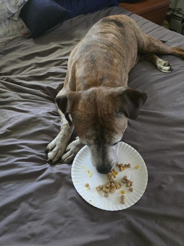 Jake enjoying his new food.