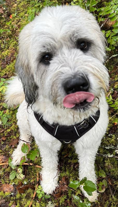 Beggin Strips - YUMMY!