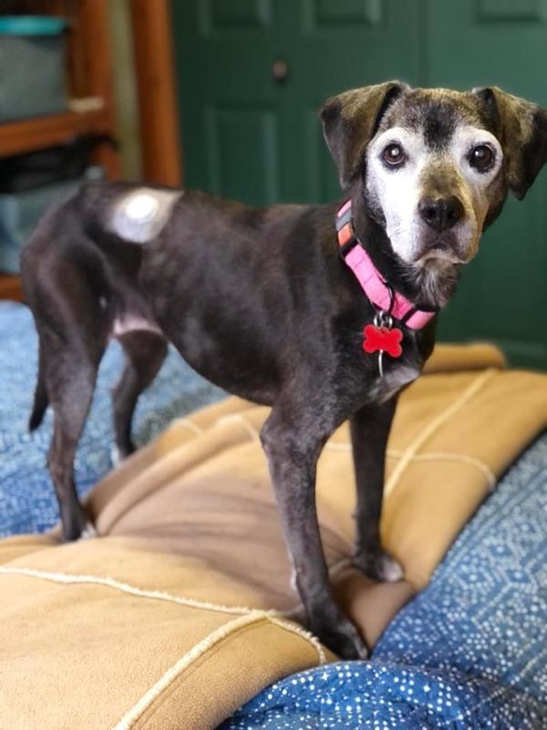 Sammi Beloved Diabetic Foster