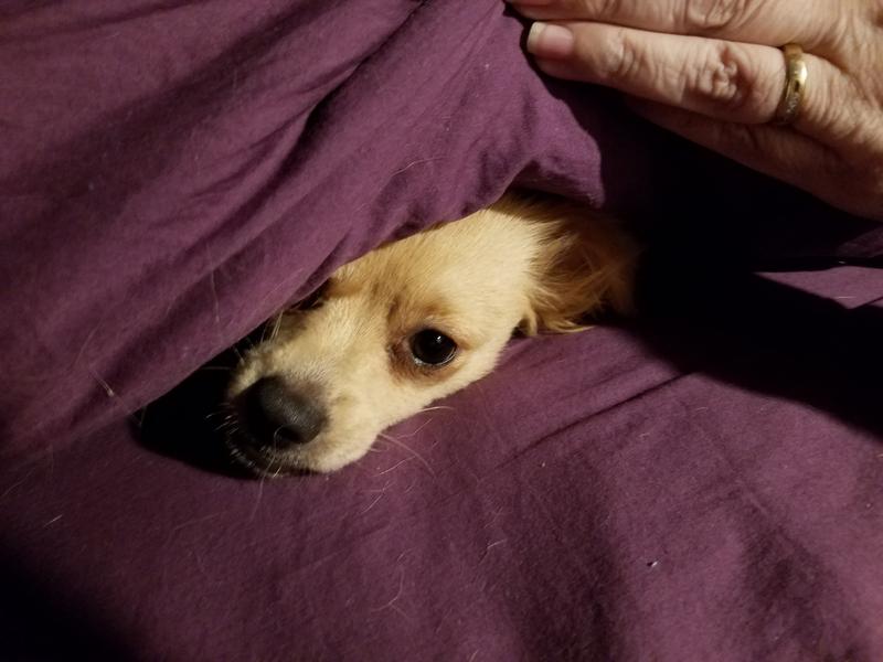 2 springs ago he & she caught a rabbit