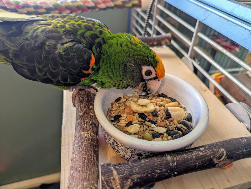 My Jardine's digging in!