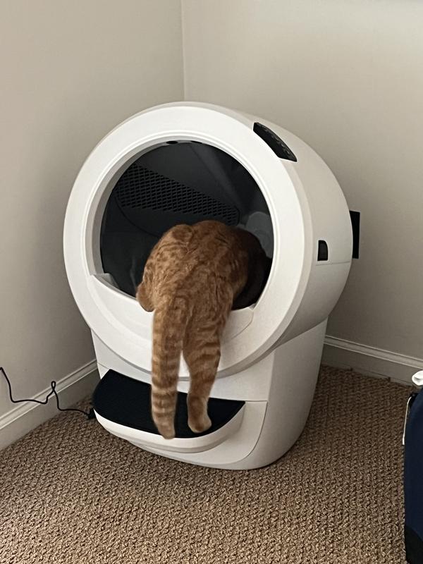 May use for Christmas card 2025 🤩