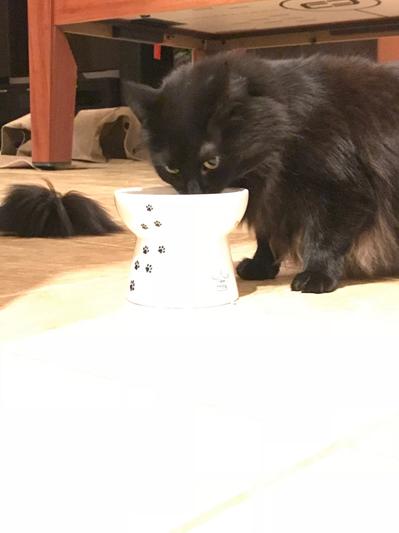 Tadpole eating Purina Pro Plan Seafood Variety Canned Cat Food