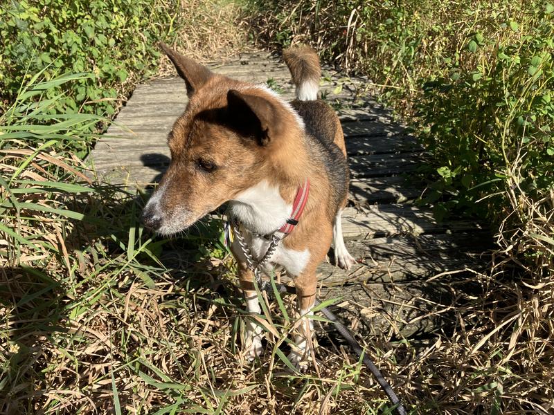 Azizi loves her walks!