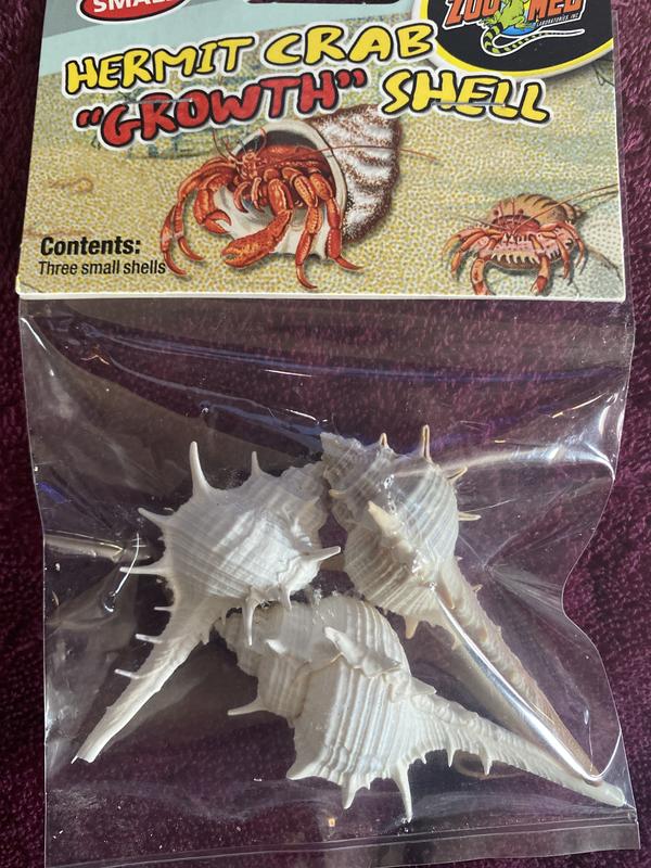 Small hermit crab shells