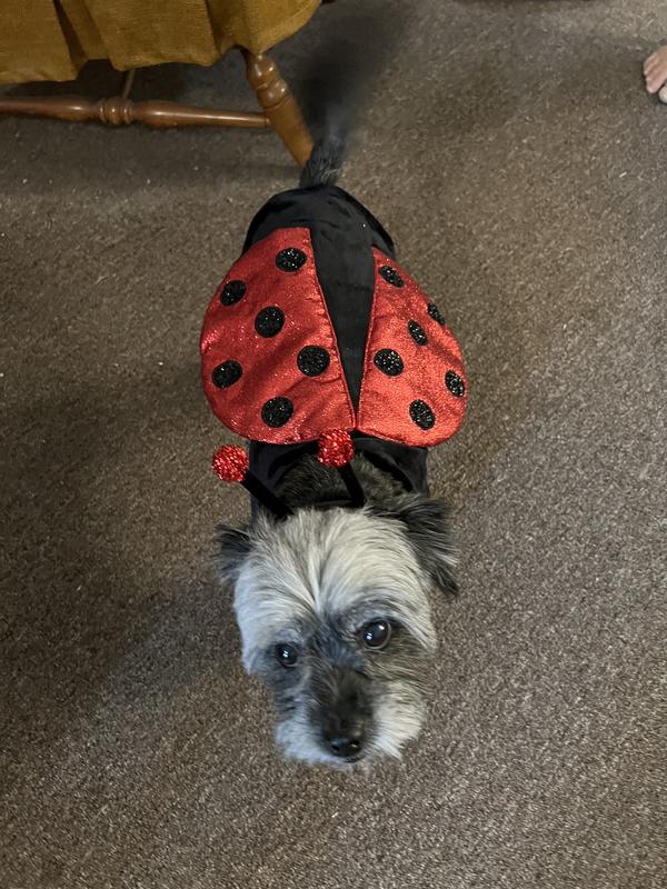 FRISCO Glittered Ladybug Dog & Cat Costume, Medium 