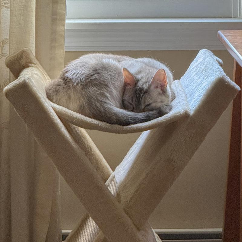 Cat nap!