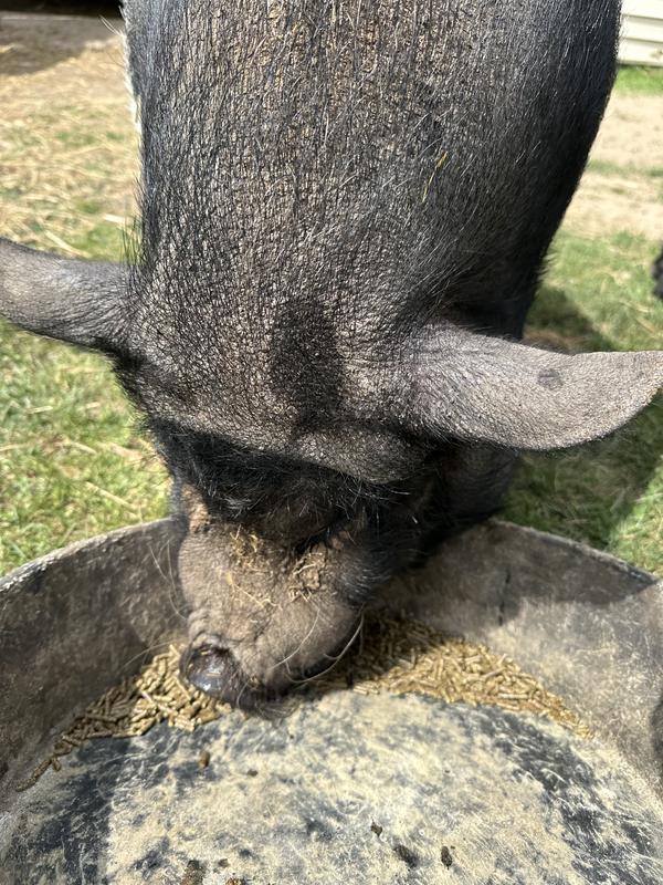 Iggy Rose delicately inhales her Sunglo Full Tank feed.