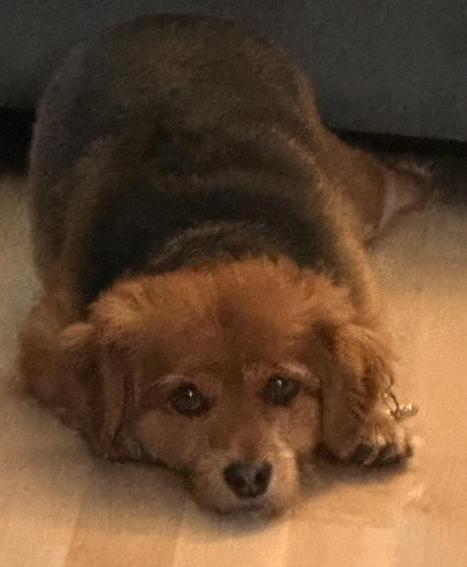 Patiently waiting for his treat 😂