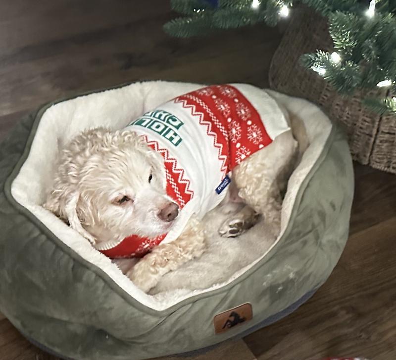 So handsome in his Holiday sweater