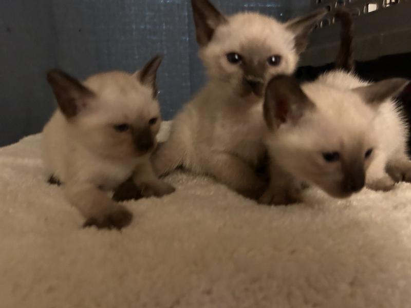 My Gotier Siamese cats love the gentle CapAction safe enough for kittens.