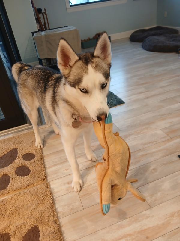 Sassy with Bad Bunny