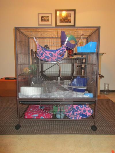 Prevue rat clearance cage