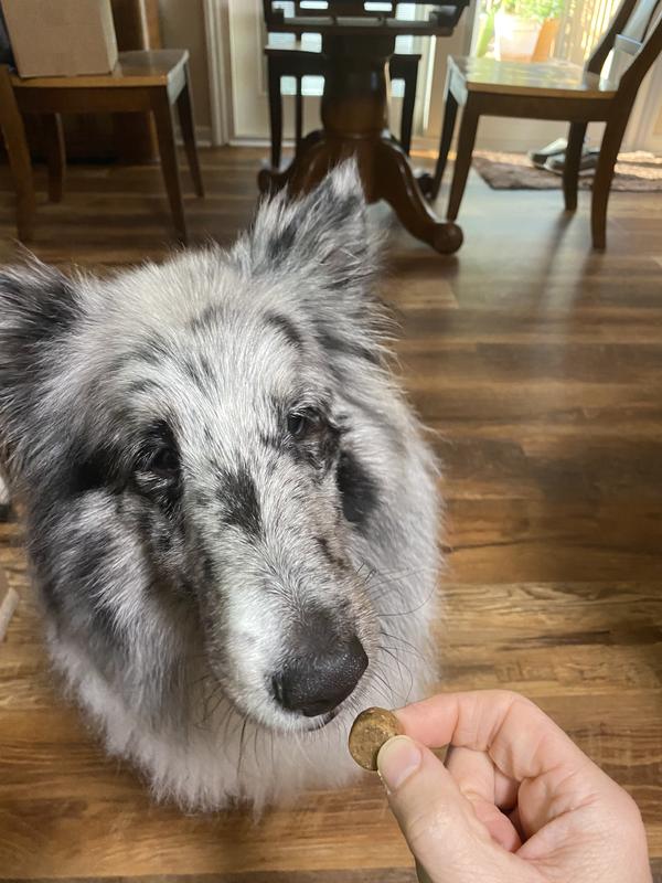 Trying to get dog to take chew