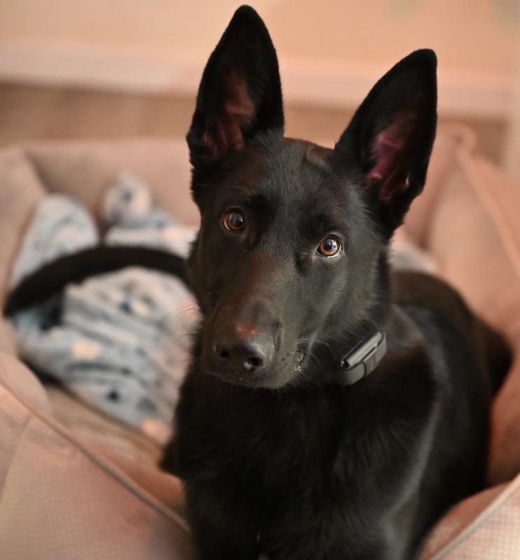 Athena, little over a 1 year old.