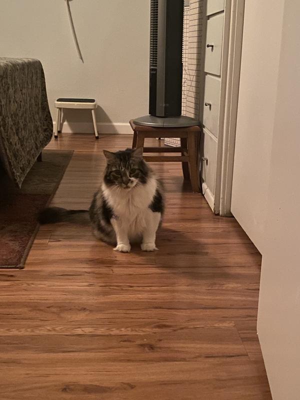 Happy cat after breakfast.