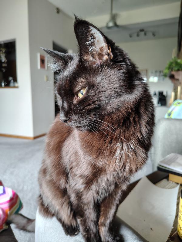 Piewackit "Prince of Darkness"