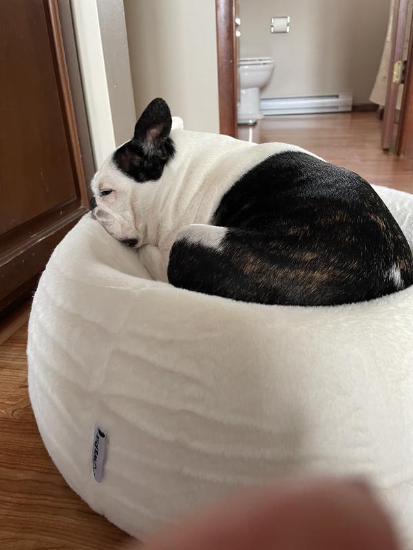 Enjoying his new bed on cold winter afternoon