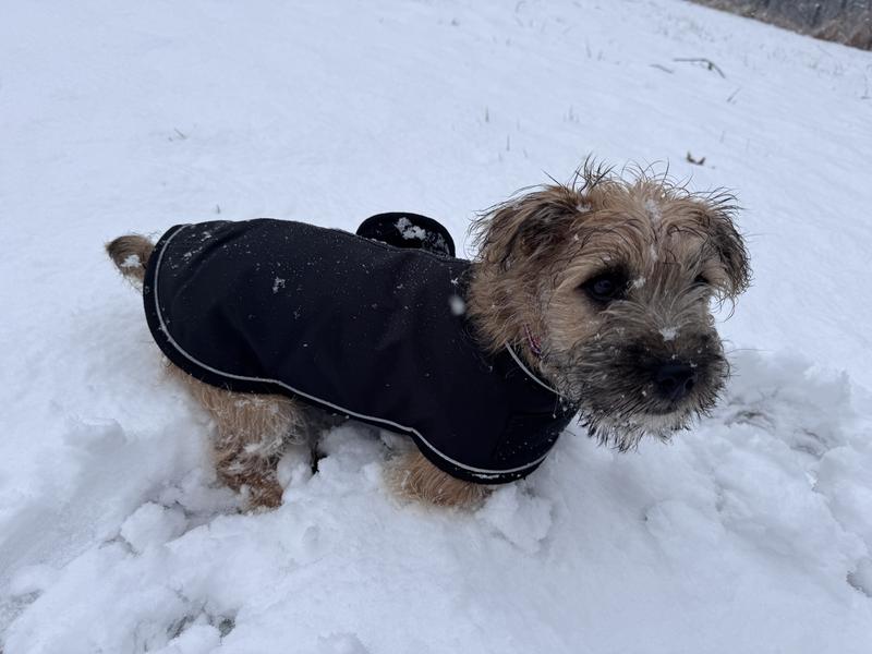 Not sure he likes wearing a coat yet, though!