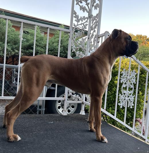 Boxer  Royal Canin US