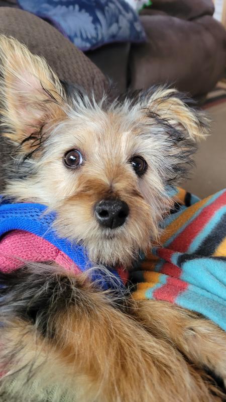 Bentley is a very active puppy loves to play and friendly 🐾🥰