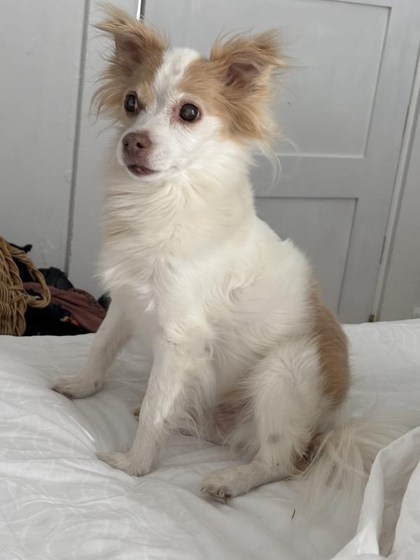 My daughter snapped a photo when Penelope heard me filling her food bowl. Needless to say, she was excited! :)