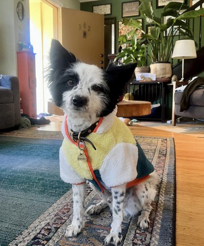 Frisco Colorblock Fleece Dog & Cat Hoodie w/ Pocket