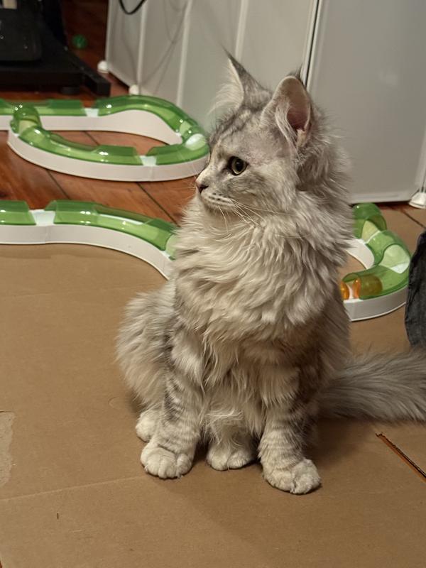 I have a video of her playing with it but can’t upload videos here I guess so here’s a photo of her in front of it.