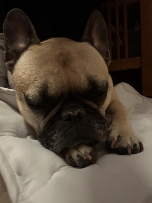 Sound asleep on the cooling pad.