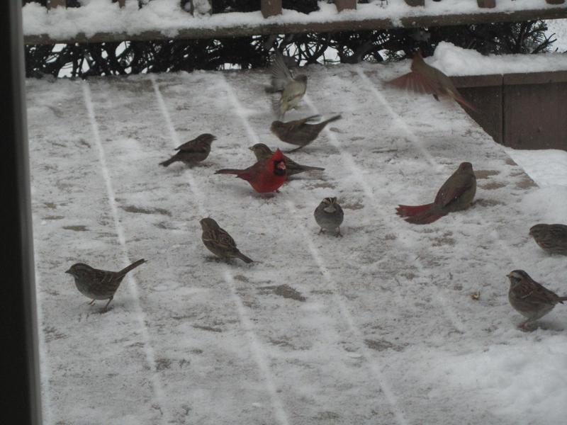 Feeding time on back deck during the winter.